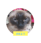 るーだま（個別スタンプ：10）