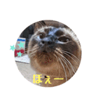 るーだま（個別スタンプ：13）