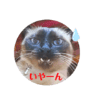 るーだま（個別スタンプ：16）