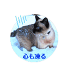 るーだま（個別スタンプ：23）