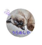 るーだま（個別スタンプ：24）