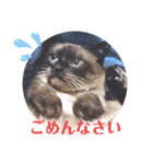 るーだま（個別スタンプ：32）