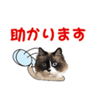 もふもふ猫のルイ（個別スタンプ：11）