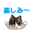 もふもふ猫のルイ（個別スタンプ：14）