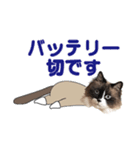 もふもふ猫のルイ（個別スタンプ：23）