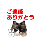 もふもふ猫のルイ（個別スタンプ：26）