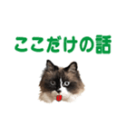 もふもふ猫のルイ（個別スタンプ：29）