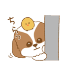 毎日使えるシーズー犬のスタンプ（個別スタンプ：31）