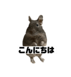 デグーマウスのわかば（個別スタンプ：1）