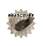 デグーマウスのわかば（個別スタンプ：2）