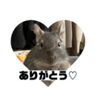 デグーマウスのわかば（個別スタンプ：6）