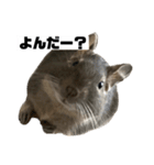 デグーマウスのわかば（個別スタンプ：9）