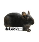 デグーマウスのわかば（個別スタンプ：10）