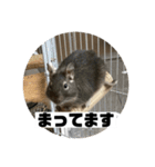 デグーマウスのわかば（個別スタンプ：12）