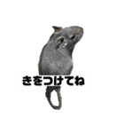 デグーマウスのわかば（個別スタンプ：13）