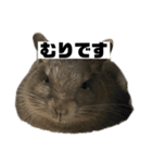デグーマウスのわかば（個別スタンプ：14）