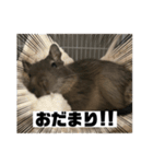 デグーマウスのわかば（個別スタンプ：15）