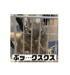デグーマウスのわかば（個別スタンプ：20）