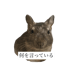 デグーマウスのわかば（個別スタンプ：23）