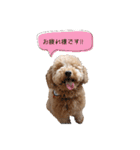 といぷーどる(仮)＊敬語版＊（個別スタンプ：3）