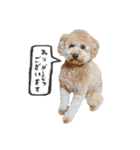 といぷーどる(仮)＊敬語版＊（個別スタンプ：5）