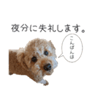 といぷーどる(仮)＊敬語版＊（個別スタンプ：16）