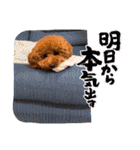 トイプードル福の日常（個別スタンプ：1）