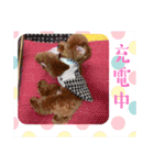 トイプードル福の日常（個別スタンプ：13）