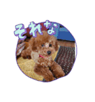トイプードル福の日常（個別スタンプ：14）