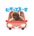 トイプードル福の日常（個別スタンプ：15）