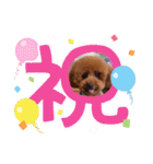 トイプードル福の日常（個別スタンプ：18）