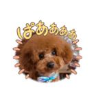 トイプードル福の日常（個別スタンプ：21）