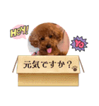 トイプードル福の日常（個別スタンプ：24）