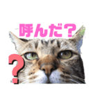 にゃんこ流（個別スタンプ：1）