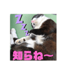 にゃんこ流（個別スタンプ：3）