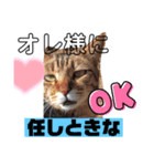 にゃんこ流（個別スタンプ：5）