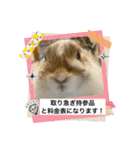 うさ飼いさん用スタンプ（個別スタンプ：2）