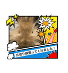 うさ飼いさん用スタンプ（個別スタンプ：7）