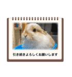 うさ飼いさん用スタンプ（個別スタンプ：9）