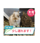 うさ飼いさん用スタンプ（個別スタンプ：10）