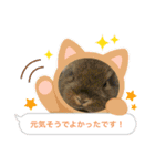 うさ飼いさん用スタンプ（個別スタンプ：12）