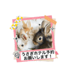 うさ飼いさん用スタンプ（個別スタンプ：13）