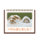 うさ飼いさん用スタンプ（個別スタンプ：18）
