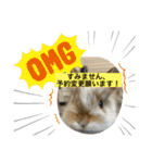 うさ飼いさん用スタンプ（個別スタンプ：20）