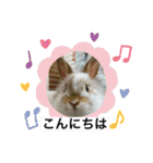 うさ飼いさん用スタンプ（個別スタンプ：21）