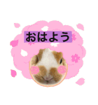 うさ飼いさん用スタンプ（個別スタンプ：22）