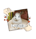 うさ飼いさん用スタンプ（個別スタンプ：24）