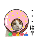 柴犬と猫⑤（個別スタンプ：1）