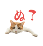 柴犬と猫⑤（個別スタンプ：2）