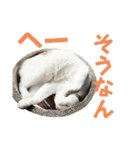 柴犬と猫⑤（個別スタンプ：3）